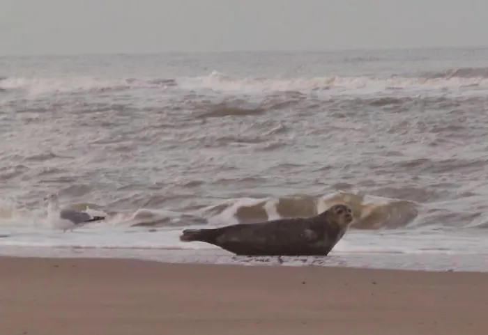 De Blaauboer, Alloggio in famiglia *